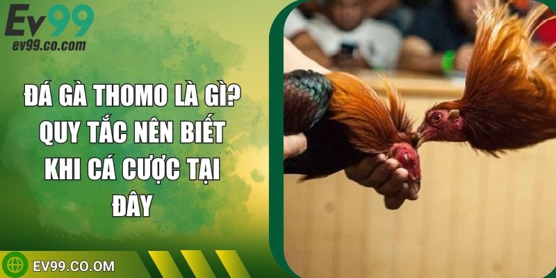 Đá Gà Thomo Là Gì? Quy Tắc Nên Biết Khi Cá Cược Tại Đây