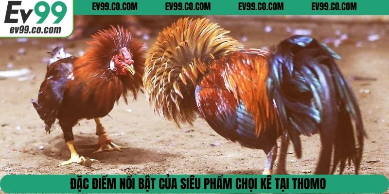 Đặc điểm nổi bật của siêu phẩm chọi kê tại Thomo