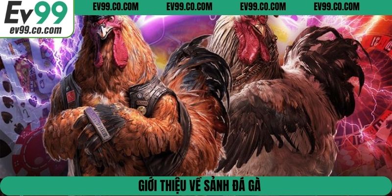 Giới thiệu về sảnh đá gà