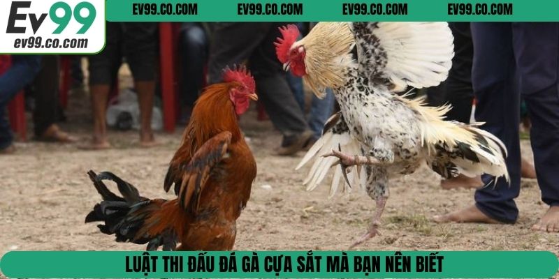 Luật thi đấu đá gà cựa sắt mà bạn nên biết