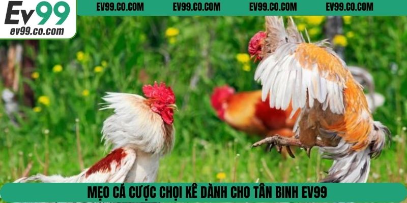 Mẹo cá cược chọi kê dành cho tân binh EV99