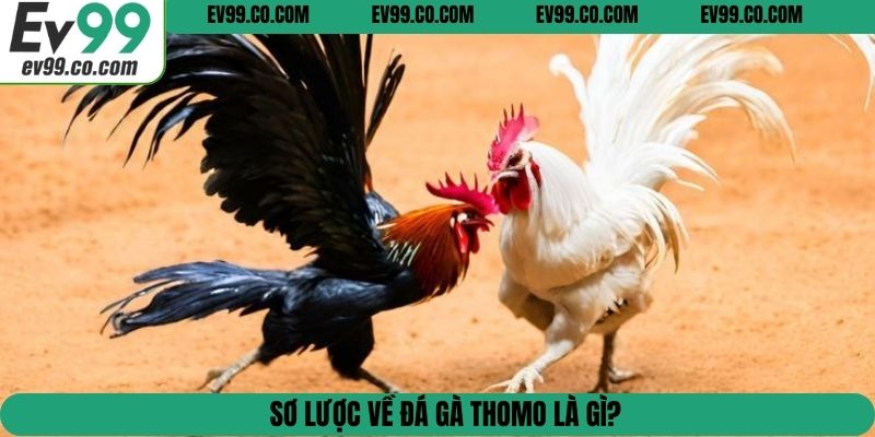 Sơ lược về đá gà Thomo là gì?